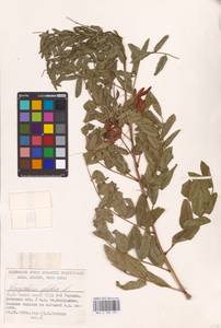 Glycyrrhiza glabra L., Eastern Europe, South Ukrainian region (E12) (Ukraine)