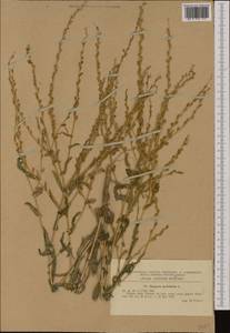 Myagrum perfoliatum L., Western Europe (EUR) (Romania)