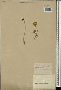 Crepis foetida subsp. rhoeadifolia (M. Bieb.) Celak., Eastern Europe, South Ukrainian region (E12) (Ukraine)