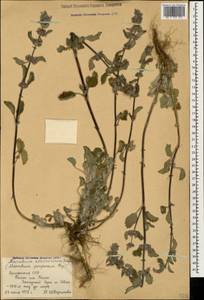 Marrubium astracanicum Jacq., Caucasus, Armenia (K5) (Armenia)