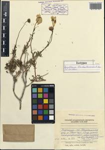 Richteria brachanthemoides (Kamelin & Lazkov) Sennikov, Middle Asia, Western Tian Shan & Karatau (M3) (Kyrgyzstan)
