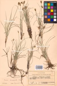 Carex stenophylla Wahlenb., Eastern Europe, Lower Volga region (E9) (Russia)