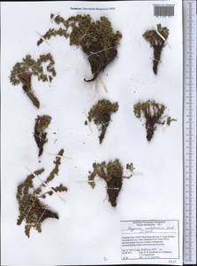 Polygonum cognatum var. serpyllaceum (Jaub. & Spach) Yurtseva, Middle Asia, Pamir & Pamiro-Alai (M2) (Tajikistan)