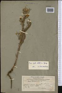 Picris hieracioides subsp. hieracioides, Middle Asia, Caspian Ustyurt & Northern Aralia (M8) (Kazakhstan)