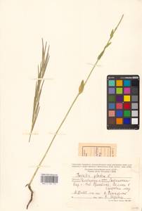 Turritis glabra L., Eastern Europe, Eastern region (E10) (Russia)