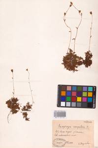 Saxifraga cespitosa L., Eastern Europe, Northern region (E1) (Russia)