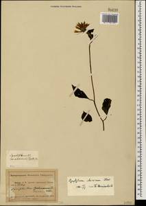 Symphytum grandiflorum DC., Caucasus, Abkhazia (K4a) (Abkhazia)