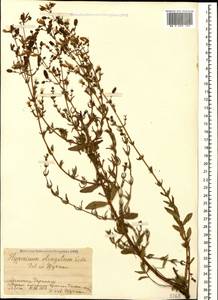 Hypericum elongatum, Caucasus, Armenia (K5) (Armenia)