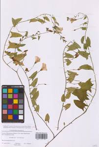Convolvulus arvensis L., Eastern Europe, Moscow region (E4a) (Russia)