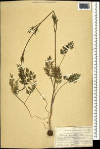Bunium paucifolium DC., Caucasus, Azerbaijan (K6) (Azerbaijan)