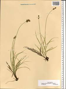 Carex leporina L., Eastern Europe, Northern region (E1) (Russia)