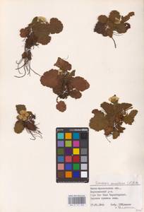 Geum montanum L., Eastern Europe, West Ukrainian region (E13) (Ukraine)