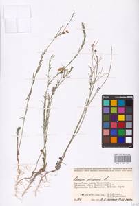 Linum perenne L., Middle Asia, Caspian Ustyurt & Northern Aralia (M8) (Kazakhstan)