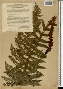 Polystichum aculeatum (L.) Roth, Caucasus, Abkhazia (K4a) (Abkhazia)