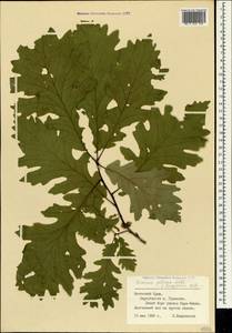 Quercus petraea (Matt.) Liebl., Crimea (KRYM) (Russia)