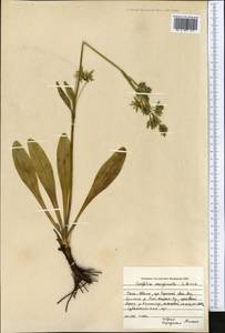 Swertia marginata Schrenk, Middle Asia, Northern & Central Tian Shan (M4) (Kyrgyzstan)
