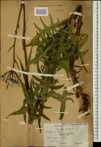 Sonchus palustris L., Caucasus, Armenia (K5) (Armenia)