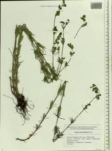 Galium verum subsp. verum, Eastern Europe, Middle Volga region (E8) (Russia)