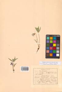 Viola dactyloides Roem. & Schult., Siberia, Russian Far East (S6) (Russia)