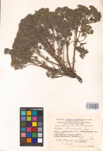 MHA 0 153 852, Echium italicum subsp. biebersteinii (Lacaita) Greuter & Burdet, Eastern Europe, West Ukrainian region (E13) (Ukraine)