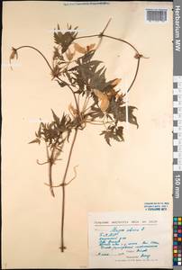 Clematis sibirica (L.) Mill., Siberia, Baikal & Transbaikal region (S4) (Russia)