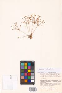 Androsace elongata L., Eastern Europe, Lower Volga region (E9) (Russia)