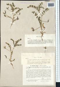 Astragalus camptoceras Bunge, Middle Asia, Syr-Darian deserts & Kyzylkum (M7) (Uzbekistan)