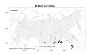 Bidens parviflora Willd., Atlas of the Russian Flora (FLORUS) (Russia)