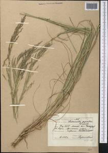 Puccinellia gigantea (Grossh.) Grossh., Middle Asia, Caspian Ustyurt & Northern Aralia (M8) (Kazakhstan)
