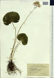 Micranthes manchuriensis (Engl.) Gornall & H. Ohba, Siberia, Russian Far East (S6) (Russia)