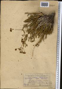 Patrinia intermedia (Hornem.) Roem. & Schult., Middle Asia, Western Tian Shan & Karatau (M3) (Kazakhstan)
