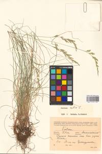 Festuca rubra L., Eastern Europe, Lithuania (E2a) (Lithuania)