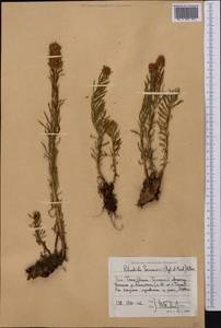 Rhodiola semenovii (Regel & Herder) Boriss., Middle Asia, Western Tian Shan & Karatau (M3) (Kyrgyzstan)