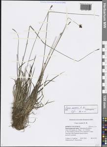Carex media R.Br., Siberia, Central Siberia (S3) (Russia)