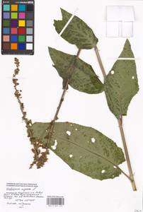 Verbascum nigrum L., Eastern Europe, Moscow region (E4a) (Russia)