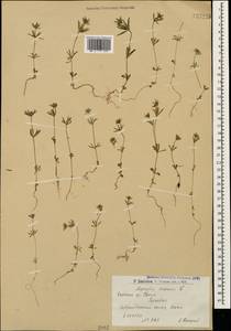 Asperula arvensis L., Caucasus, Armenia (K5) (Armenia)