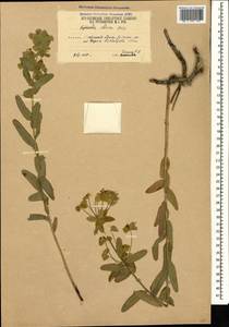 Euphorbia iberica Boiss., Caucasus, South Ossetia (K4b) (South Ossetia)