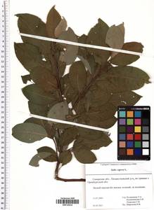 Salix caprea L., Eastern Europe, Middle Volga region (E8) (Russia)