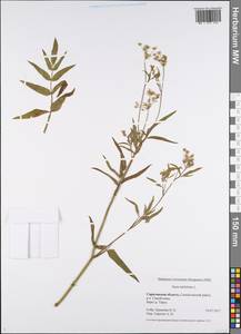 Sium latifolium L., Eastern Europe, Lower Volga region (E9) (Russia)