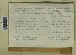 Palamocladium euchloron (Bruch ex Müll. Hal.) Wijk & Margad., Bryophytes, Bryophytes - Transcaucasia (B13) (Georgia)