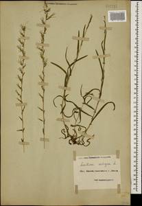 Lactuca saligna L., Caucasus, Black Sea Shore (from Novorossiysk to Adler) (K3) (Russia)
