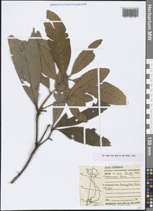 Castanopsis fissa (Champ. ex Benth.) Rehder & E.H.Wilson, South Asia, South Asia (Asia outside ex-Soviet states and Mongolia) (ASIA) (Vietnam)