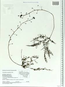 Utricularia ×australis R. Br., Eastern Europe, Central region (E4) (Russia)