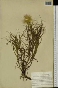Gelasia ensifolia (M. Bieb.) Zaika, Sukhor. & N. Kilian, Siberia, Altai & Sayany Mountains (S2) (Russia)