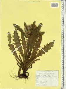 Cirsium esculentum (Siev.) C. A. Mey., Eastern Europe, Eastern region (E10) (Russia)