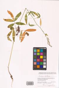 Cardamine bulbifera (L.) Crantz, Eastern Europe, Belarus (E3a) (Belarus)