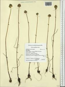Allium guttatum Steven, Western Europe (EUR) (Bulgaria)