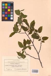 Carpinus betulus L., Eastern Europe, West Ukrainian region (E13) (Ukraine)