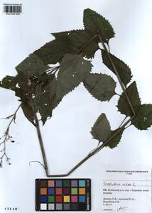 Scrophularia nodosa L., Siberia, Altai & Sayany Mountains (S2) (Russia)