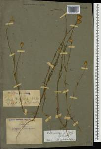 Petrorhagia prolifera (L.) P. W. Ball & Heywood, Caucasus, Armenia (K5) (Armenia)